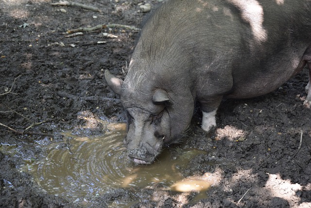 马内再下一 马内再下一